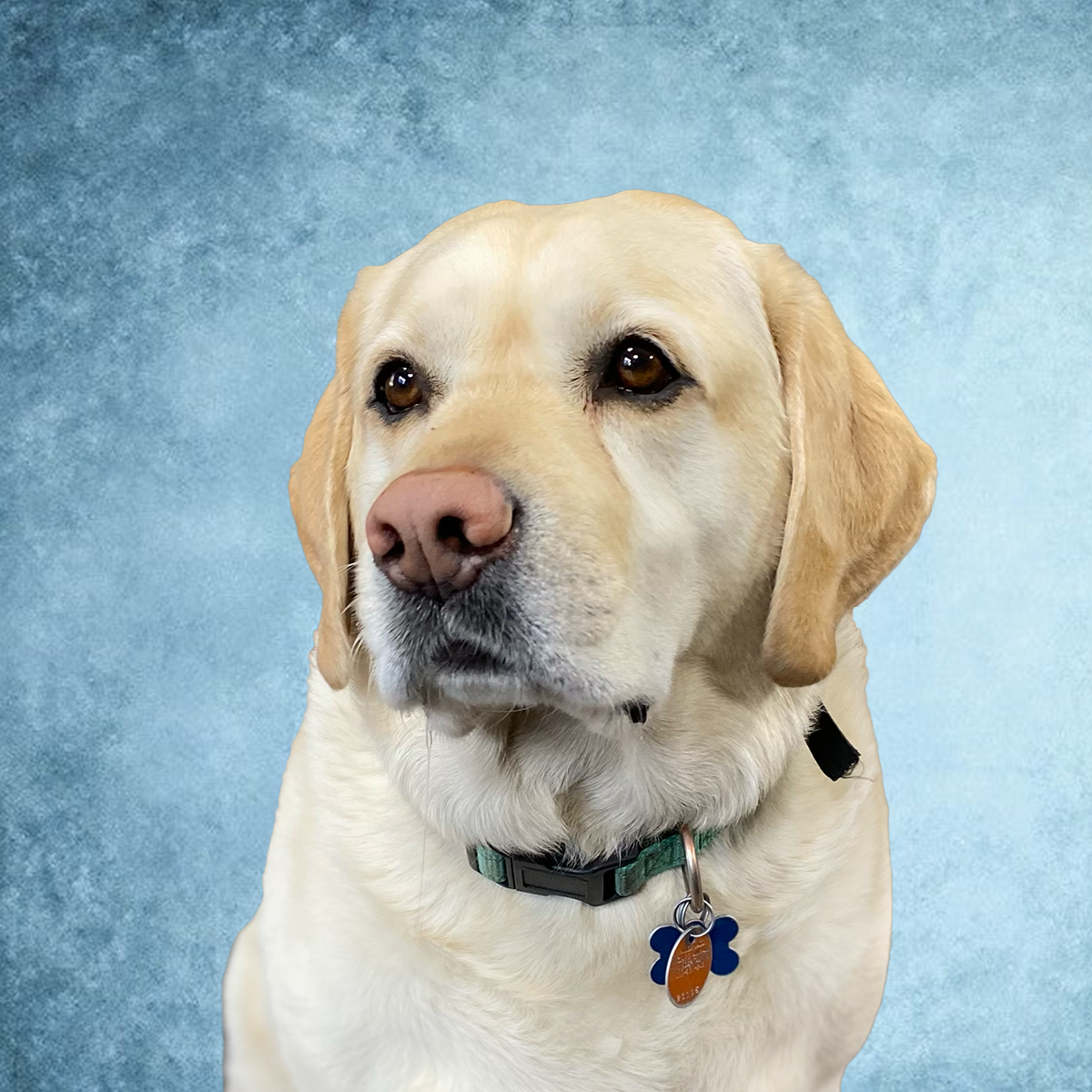 Dozer, Greeter