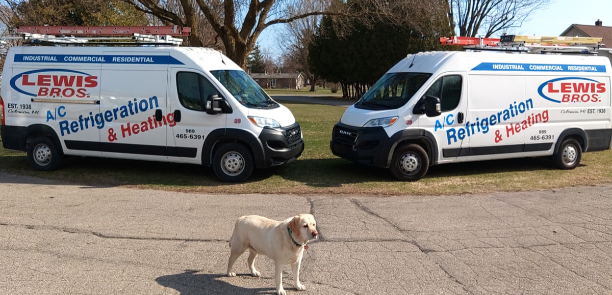 Two Lewis Bros Inc service vans with a yellow Labrador in front